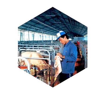 Huaguang Livestock Breeding Heating System